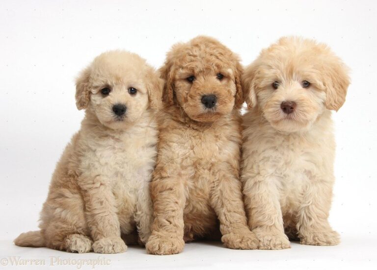 How Long Do Goldendoodles Live Everything You Need To Know